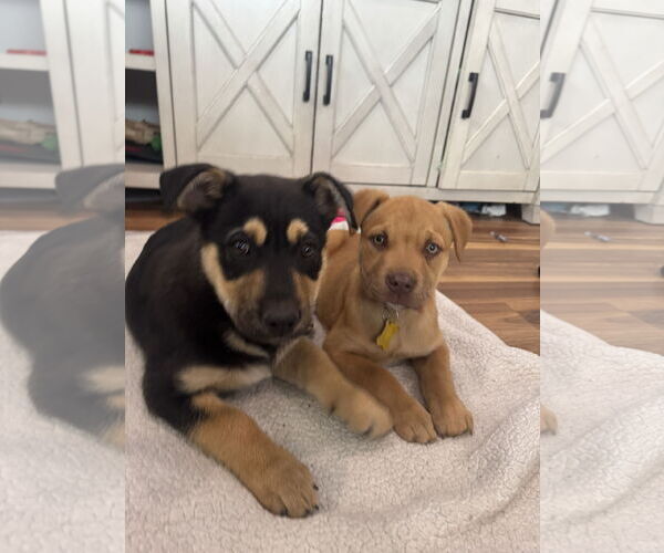 Medium Photo #5 Shepweiller Puppy For Sale in Sandy, UT, USA