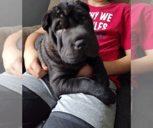 Chinese Shar-Pei Puppy for sale in DRUMS, PA, USA