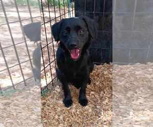 Spaniel-Unknown Mix Dogs for adoption in Peralta, NM, USA