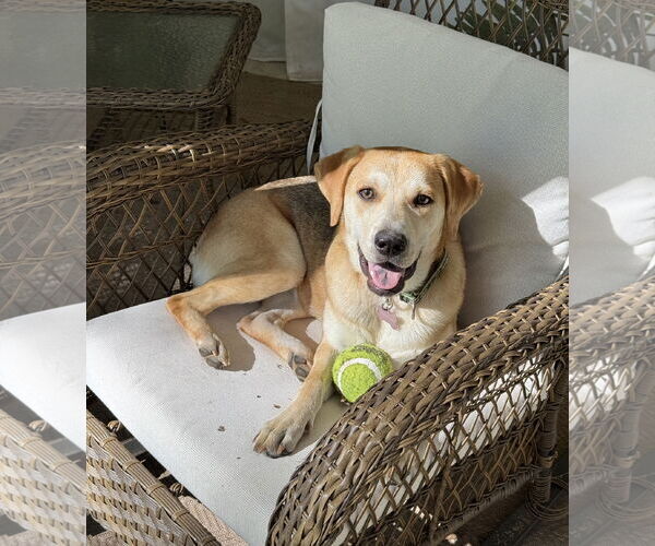 Medium Photo #28 Retriever -Unknown Mix Puppy For Sale in Holly Springs, NC, USA