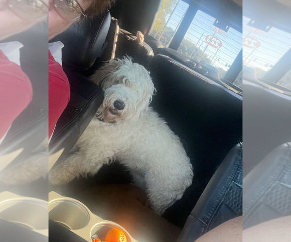 Medium Photo #3 Bassetoodle Puppy For Sale in Mobile, AL, USA