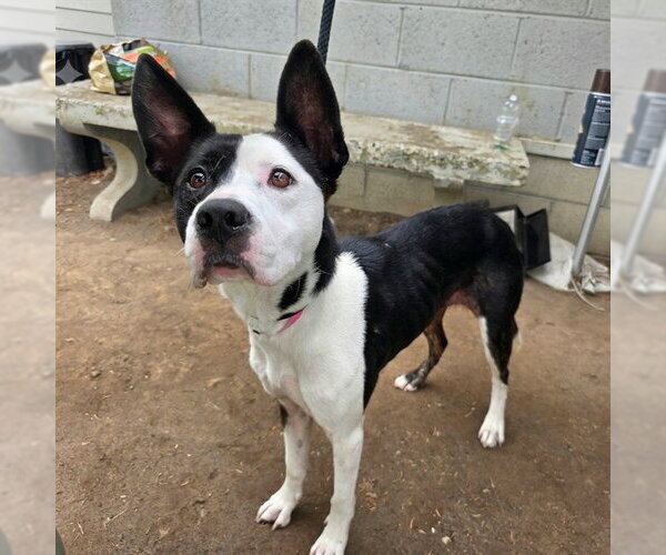 Medium Photo #1 American Pit Bull Terrier-Unknown Mix Puppy For Sale in Long Beach, CA, USA