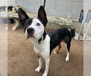 American Pit Bull Terrier-Unknown Mix Dogs for adoption in Long Beach, CA, USA