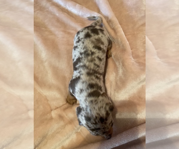 Medium Photo #4 Dachshund Puppy For Sale in DENHAM SPRINGS, LA, USA