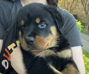 Rottweiler Puppy for sale in KINGWOOD, TX, USA