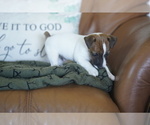 Small #1 Jack Russell Terrier