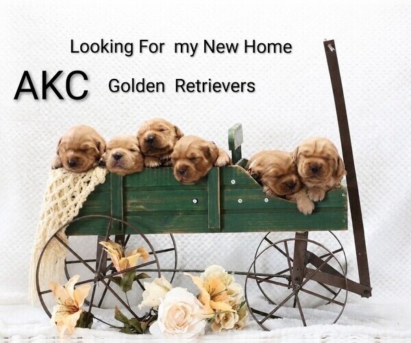 Medium Photo #1 Golden Retriever Puppy For Sale in LOYAL, WI, USA