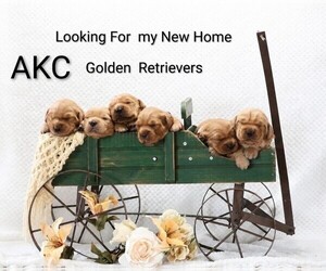Golden Retriever Puppy for sale in LOYAL, WI, USA