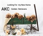 Image preview for Ad Listing. Nickname: Litter of 6