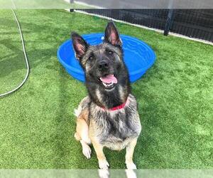 German Shepherd Dog Dogs for adoption in Orange, CA, USA