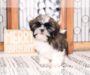 Shih Tzu Puppy for sale in NAPLES, FL, USA