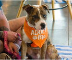 Small #1 Staffordshire Bull Terrier Mix