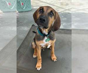 Timmy - Male Mutt Dog for Adoption - Photo #3