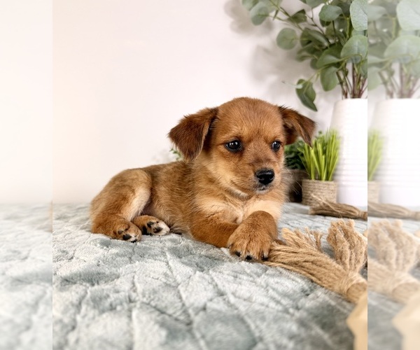 Medium Photo #18 Chi-Corgi Puppy For Sale in GREENFIELD, IN, USA