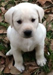 Labrador Retriever Puppy for sale in Tomball, TX, USA