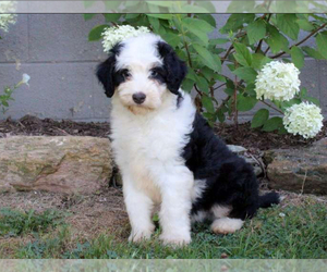 Medium Aussiedoodle