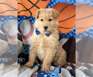 Golden Retriever Puppy for sale in OXFORD, PA, USA