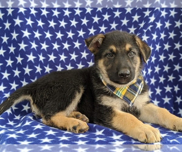 Medium Photo #4 German Shepherd Dog Puppy For Sale in COCHRANVILLE, PA, USA