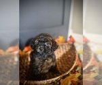 Small #3 Poodle (Toy)