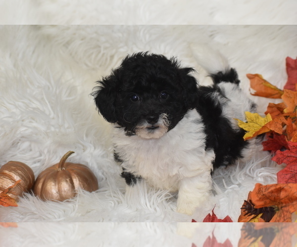 Medium Photo #1 Poochon Puppy For Sale in ELDORADO, OH, USA
