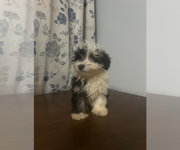 Medium Photo #62 Havanese Puppy For Sale in DURHAM, CT, USA