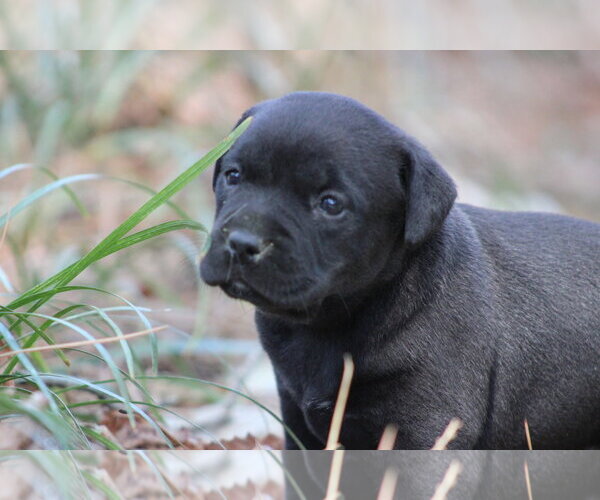 Medium Photo #1 Labrador Retriever-Unknown Mix Puppy For Sale in Holly Springs, NC, USA