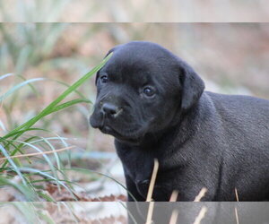 Labrador Retriever-Unknown Mix Dogs for adoption in Holly Springs, NC, USA