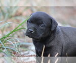 Small Labrador Retriever Mix
