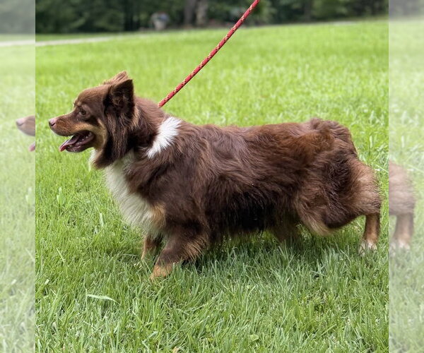 Medium Photo #2 Papillon Puppy For Sale in Yardley, PA, USA