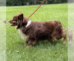 Small #1 Papillon