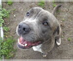 Small Mastador