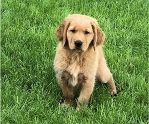 Golden Retriever Puppy for sale in WESTVILLE, IN, USA