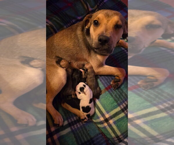 Medium Photo #4 Dachshund-Unknown Mix Puppy For Sale in Aurora, IN, USA