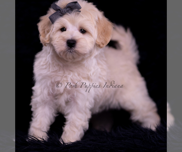 Medium Photo #114 Maltipoo (Miniature) Puppy For Sale in WARSAW, IN, USA
