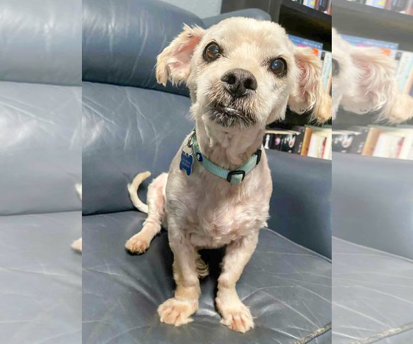 Medium Photo #5 Maltese-Unknown Mix Puppy For Sale in Corona, CA, USA