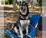 Small #6 Siberian Husky Mix