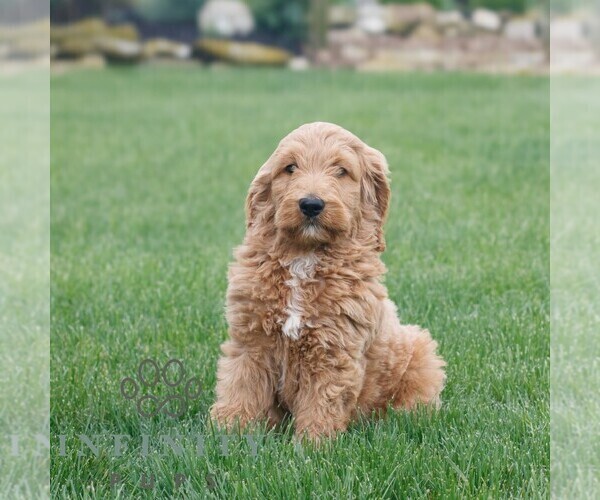 Medium Photo #4 Goldendoodle Puppy For Sale in NARVON, PA, USA
