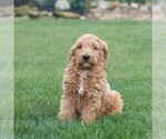Small #3 Goldendoodle