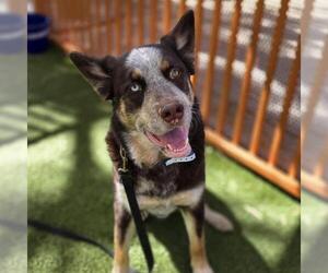 Siberian Husky-Unknown Mix Dogs for adoption in Las Vegas, NV, USA
