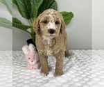 Small #5 Goldendoodle (Miniature)