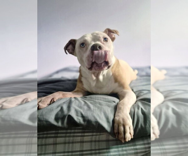 Medium Photo #13 Mutt Puppy For Sale in Caldwell, NJ, USA