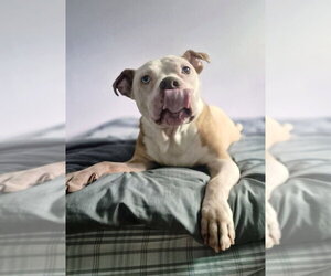 Louie - Male Mutt Dog for Adoption - Photo #13