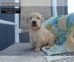 Puppy Purple Collar Golden Retriever