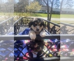 Small Photo #57 Australian Shepherd Puppy For Sale in FARMVILLE, VA, USA