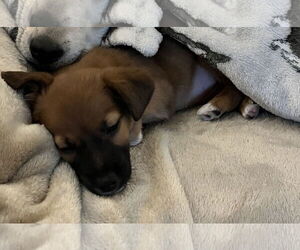 Feist Terrier-Unknown Mix Dogs for adoption in Kannapolis, NC, USA