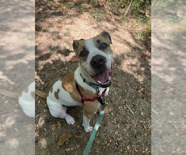 Medium Photo #2 American Pit Bull Terrier-Unknown Mix Puppy For Sale in Center Township, PA, USA
