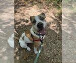 Small #1 American Pit Bull Terrier Mix