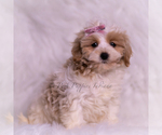 Small #2 Maltipoo (Miniature)