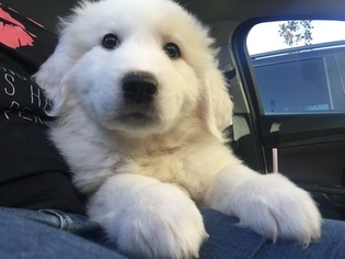 Great Pyrenees Puppy for sale in ORLANDO, FL, USA