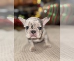 Small Photo #11 French Bulldog Puppy For Sale in HILTON, NY, USA